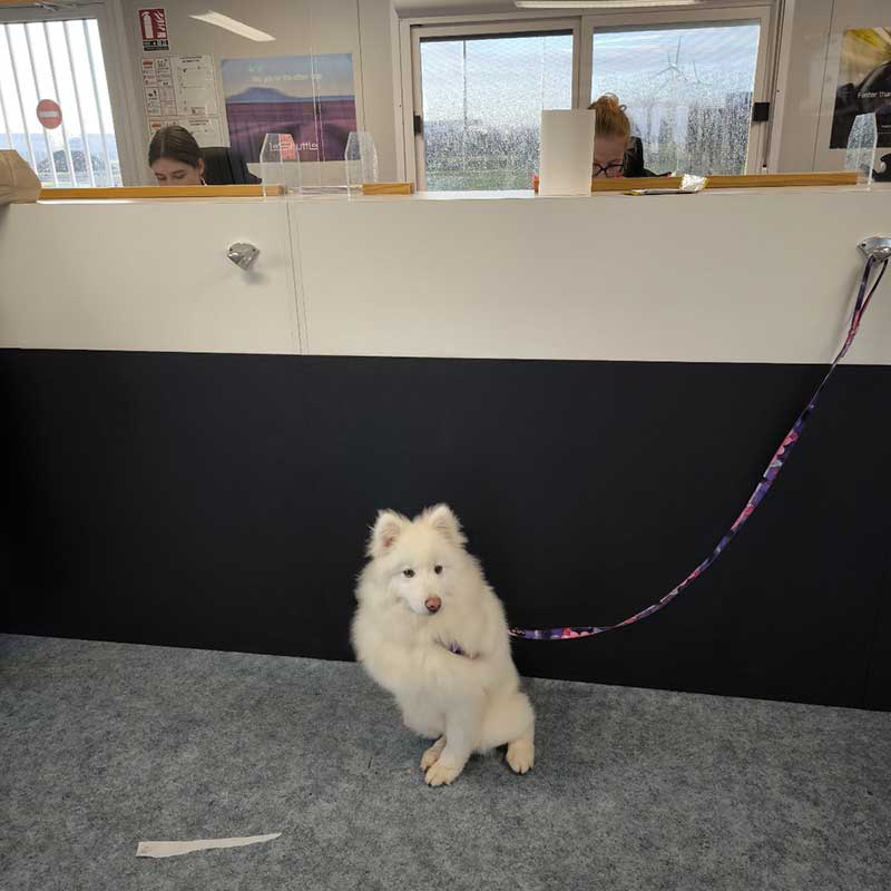 South Korea: Checking in at Le Shuttle pet reception