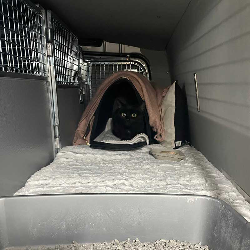 Bella had a lovely roomy bedroom in our van…