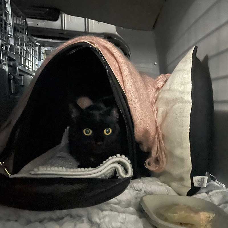 Such a shiny jet-black cat