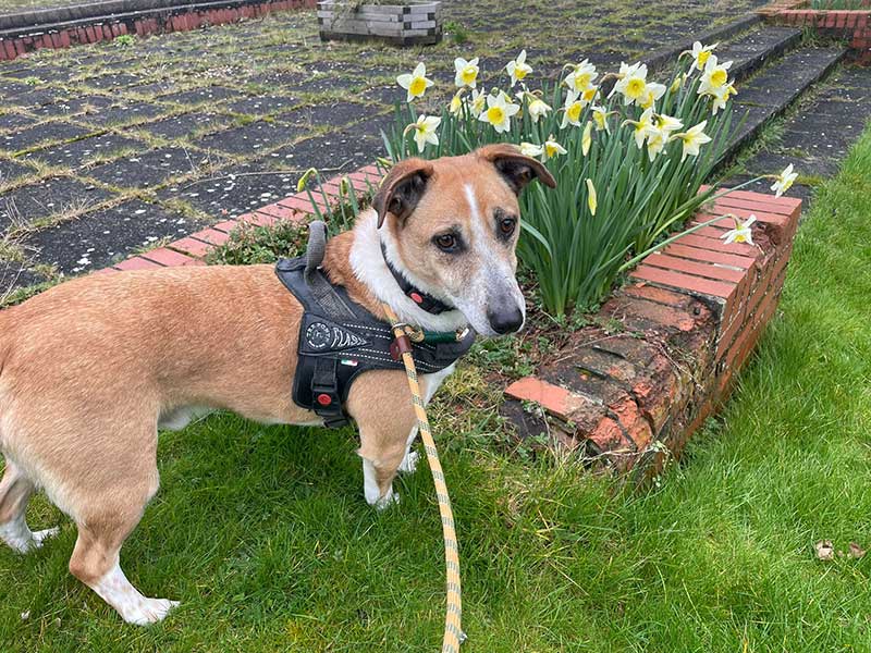 Having crossed the Channel, courier Gwen and the dogs headed north towards Scotland. Lovely Spring daffodils spotted in Grantham.