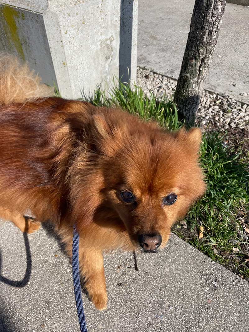 Andreia's cute dog Alfonzo travelled with us from Aveiro in Portugal