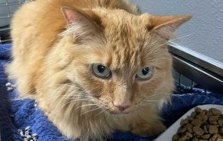 Handsome Casper, along with equally handsome brother Cookie, below, joined us from Gibraltar