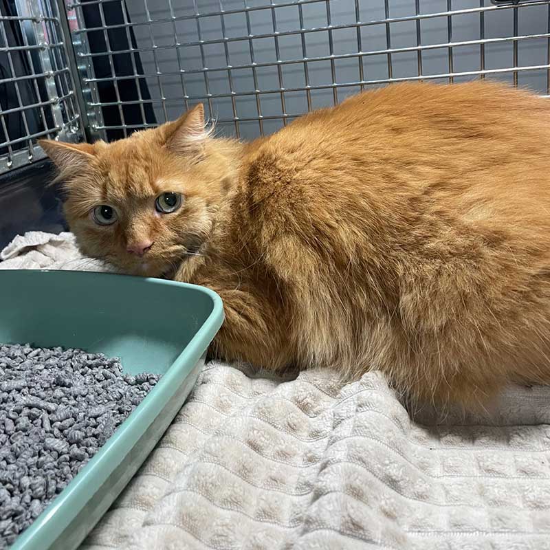 Trips with cats and dogs to France: Cookie and Casper's final destination was the Isle of Man for a reunion with owner Dorothy