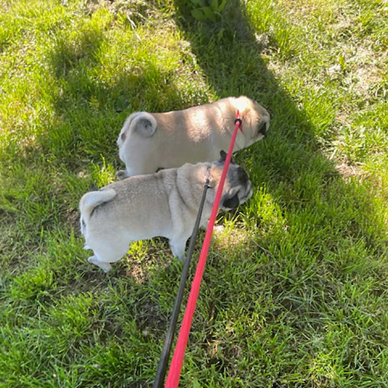 Trips with cats and dogs to France: Inseparable pugs Dudley and Mabel travelled from Wakefield to the Algarve