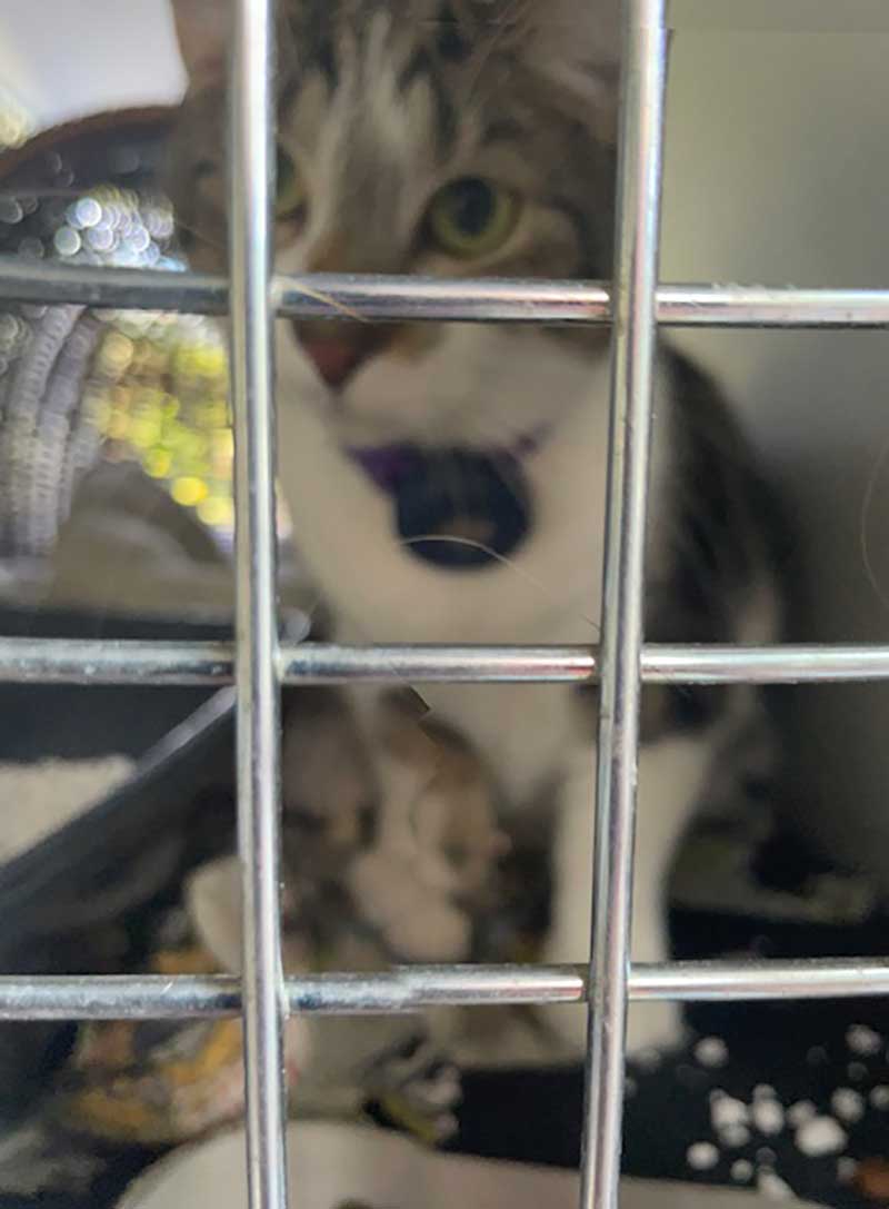 Luna's beautiful sister Lilith...