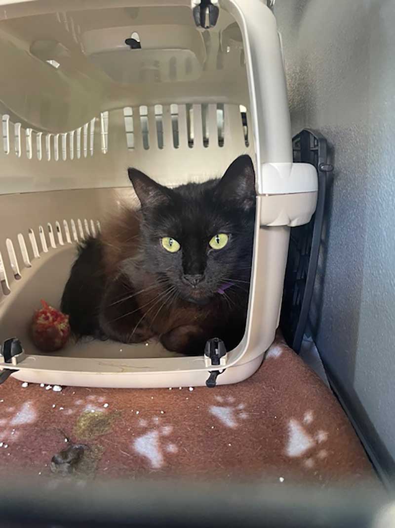 Stunning Luna, one of Laura's three cats heading to Valencia