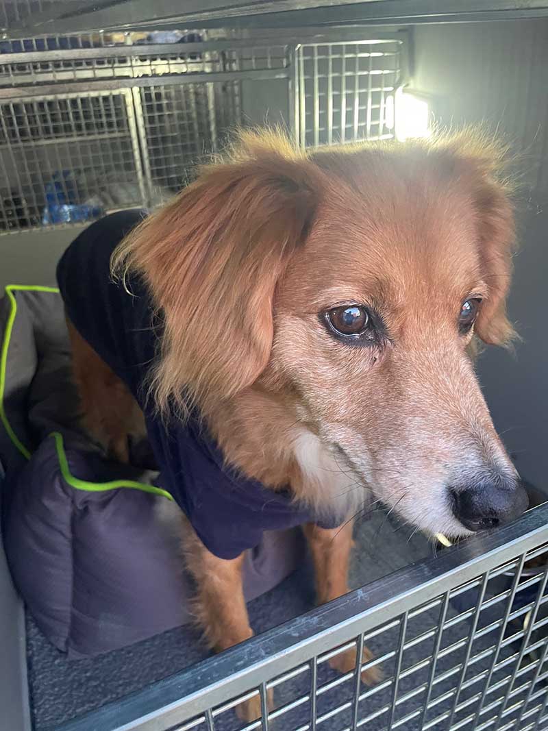 Charming Toffee, who belongs to Luisa, joined us in Lisbon for her journey to the Swiss border