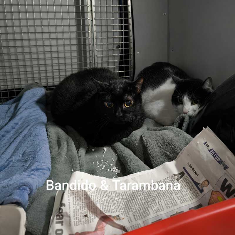 Bonded pair Bandido and Tarambana