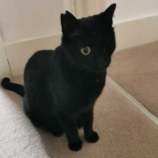 Darling one-eyed Mae, formerly a street cat, was unfazed by the whole business of travelling