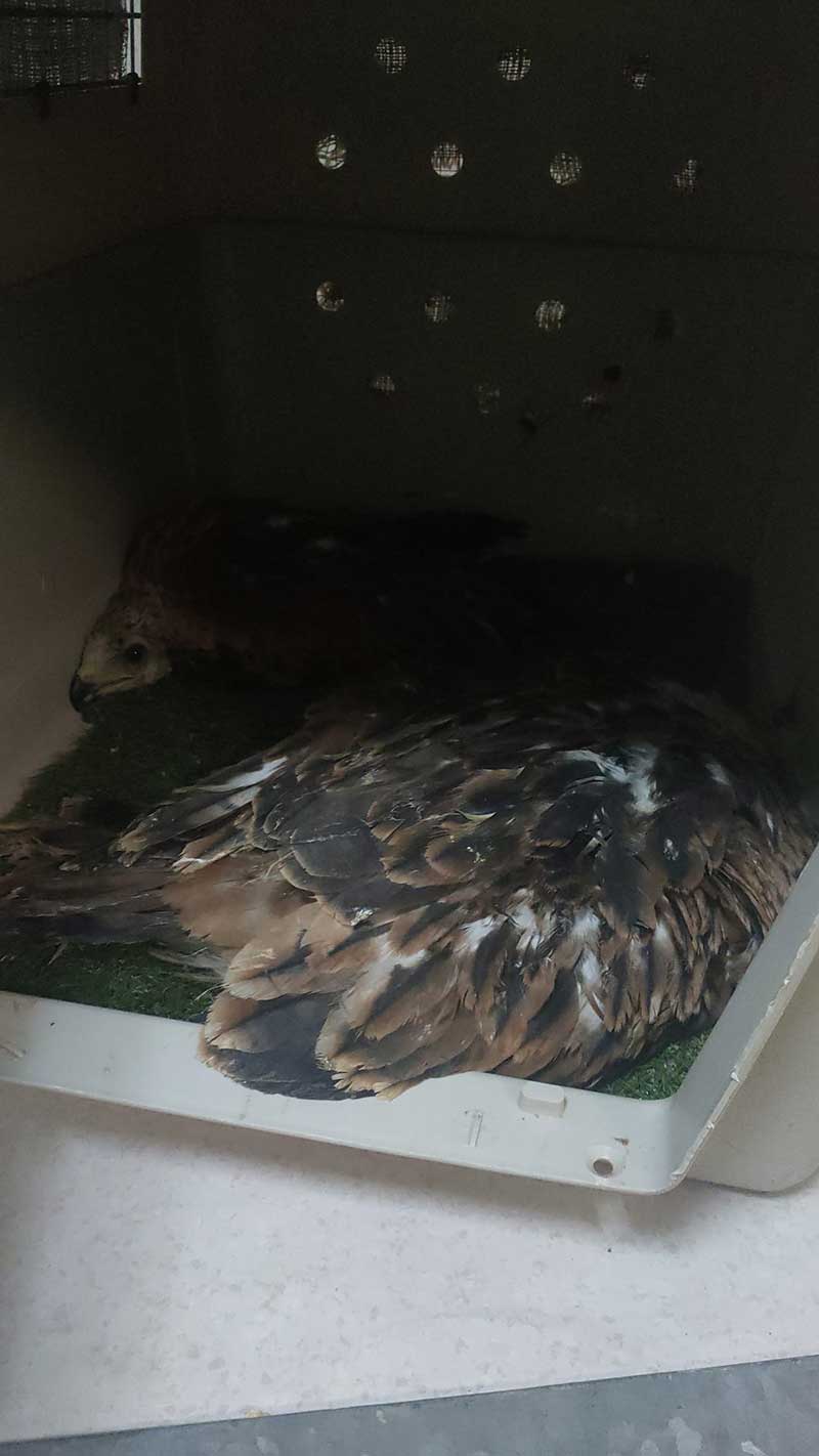 During the vet inspection, the kites 'flattened out', or spread to the ground — typical behaviour when they want to appear not to be there
