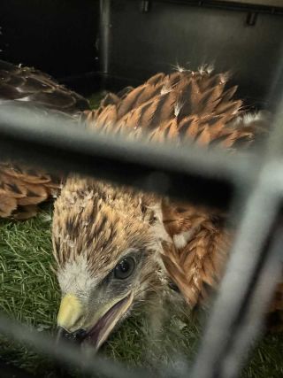 A closer look at one of the chicks, who travelled in pairs