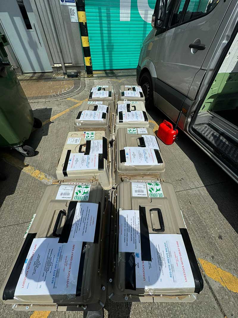 The birds' flight boxes lined up at Heathrow Airport