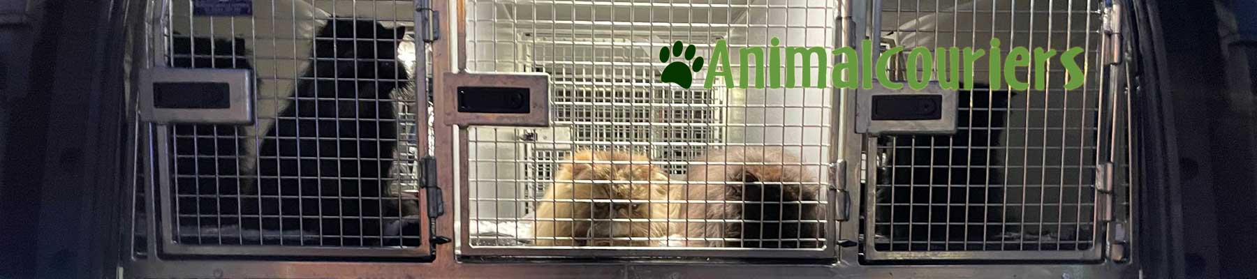37 cats travel
