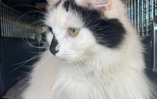 Adorable cat Catherine travelled in style