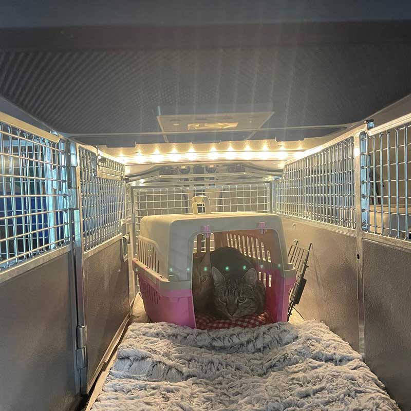 As did Spin and Chip, a very bonded pair of quite shy cats