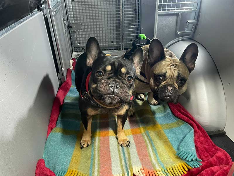 The dogs were super in our van