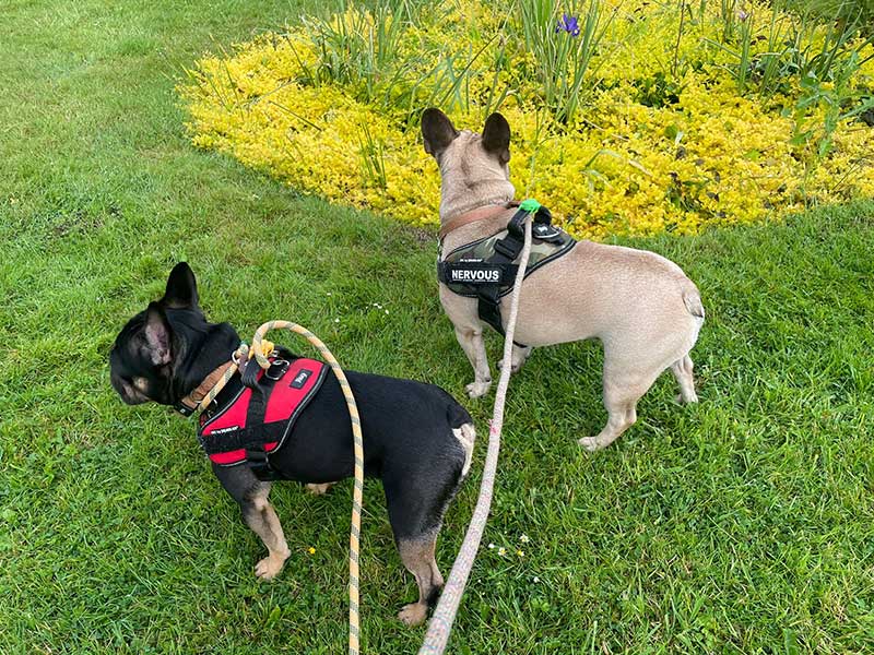 Emmy and Teddy enjoying a walk