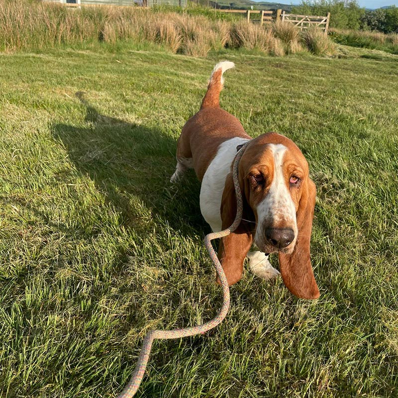 Henry had a whole field to himself on the farm, perfect for walks