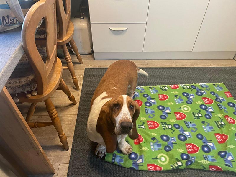 Indoors was comfy and cosy — Henry approved