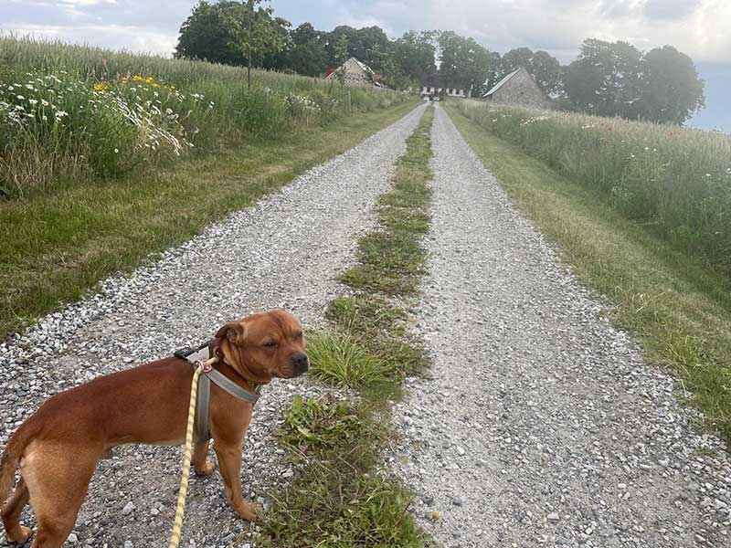 Out walking in Sweden