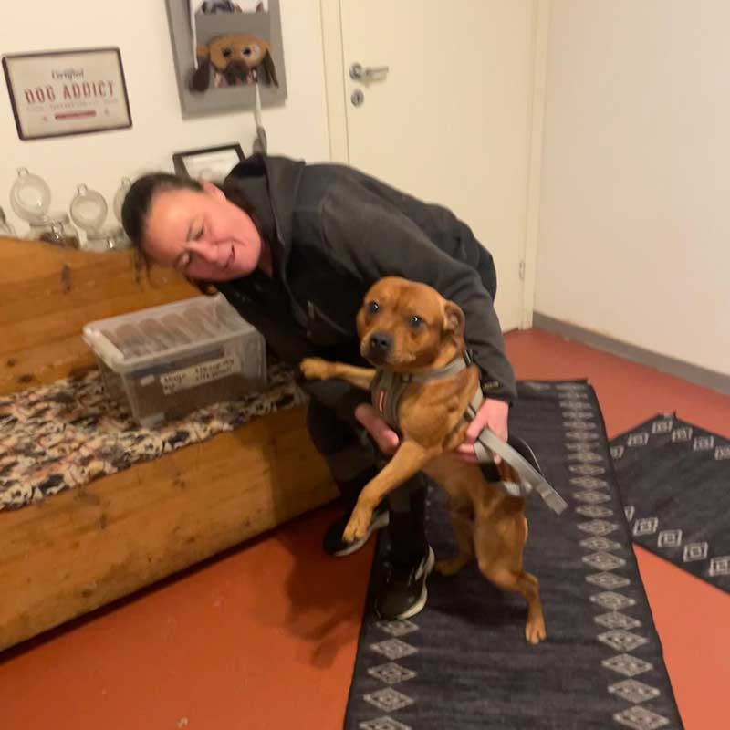 Hugo was waiting for us at Hundpensionat Soläng [https://hundpensionatsolang.se/] kennels