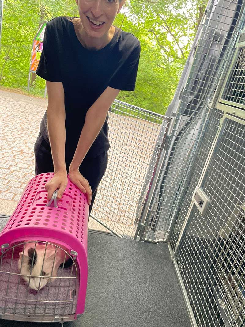 Transporting cats: Anna helping Jimmy get on board
