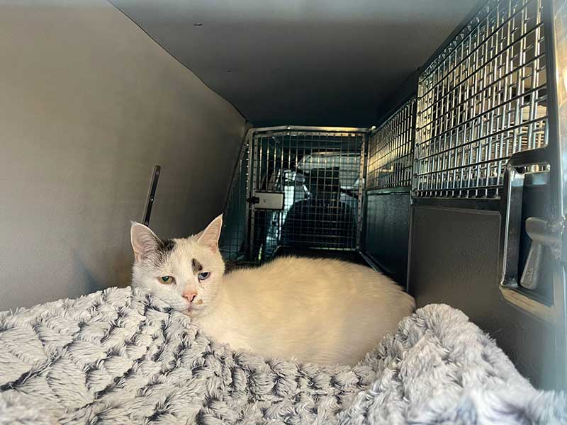 Transporting cats: At 19 years young, Jimmy is one cool cat!