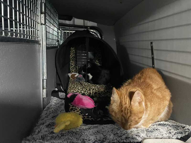 This delightful pair of young cats came with plenty of toys to keep them occupied along the way