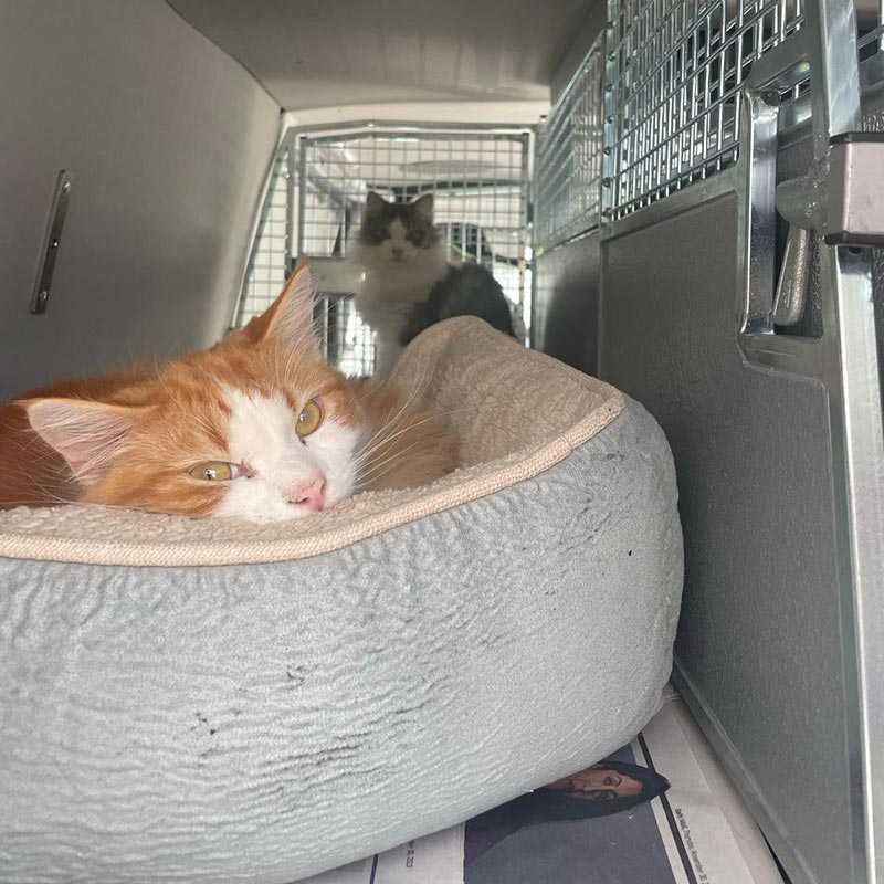 Transporting cats: Handsome cats Logic and Reykur shared a bedroom in our van