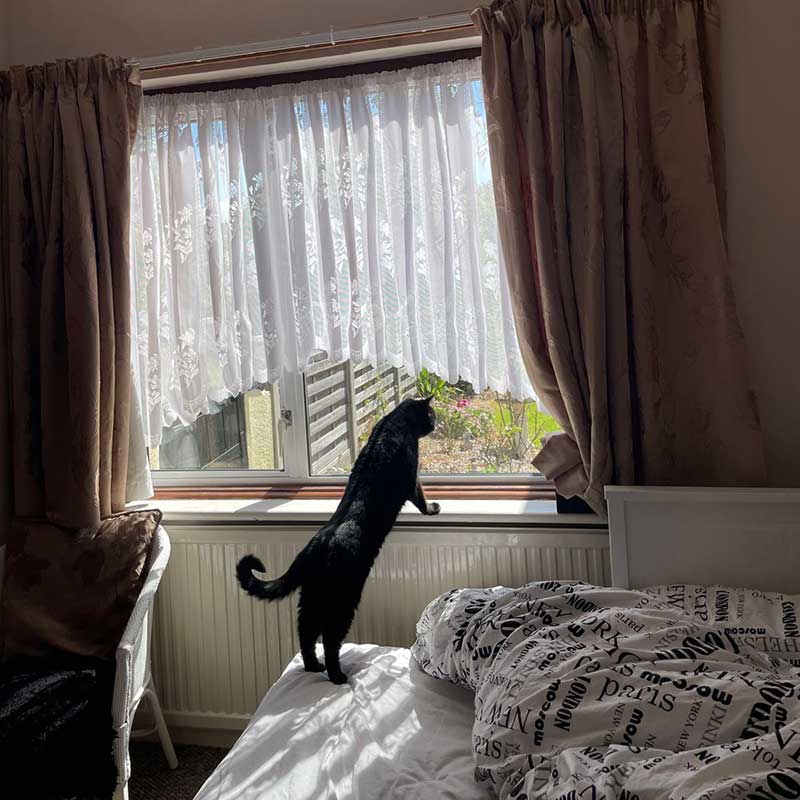 Sweden and Germany: Odin checking out his new home in Essex