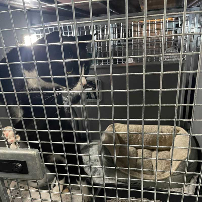Odin had his own room in the van