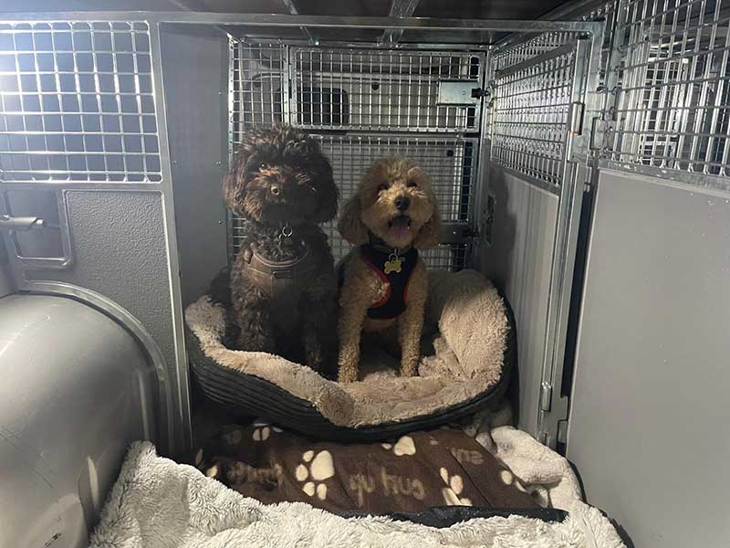 Sweden and Germany: These good boys travelled very cosily in our van