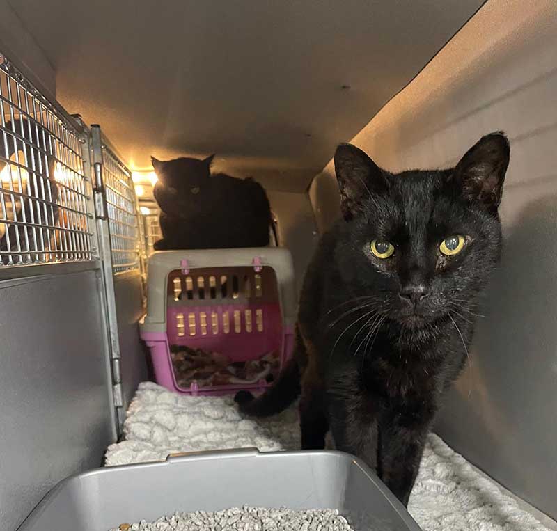 Spike and Slash shared a bedroom