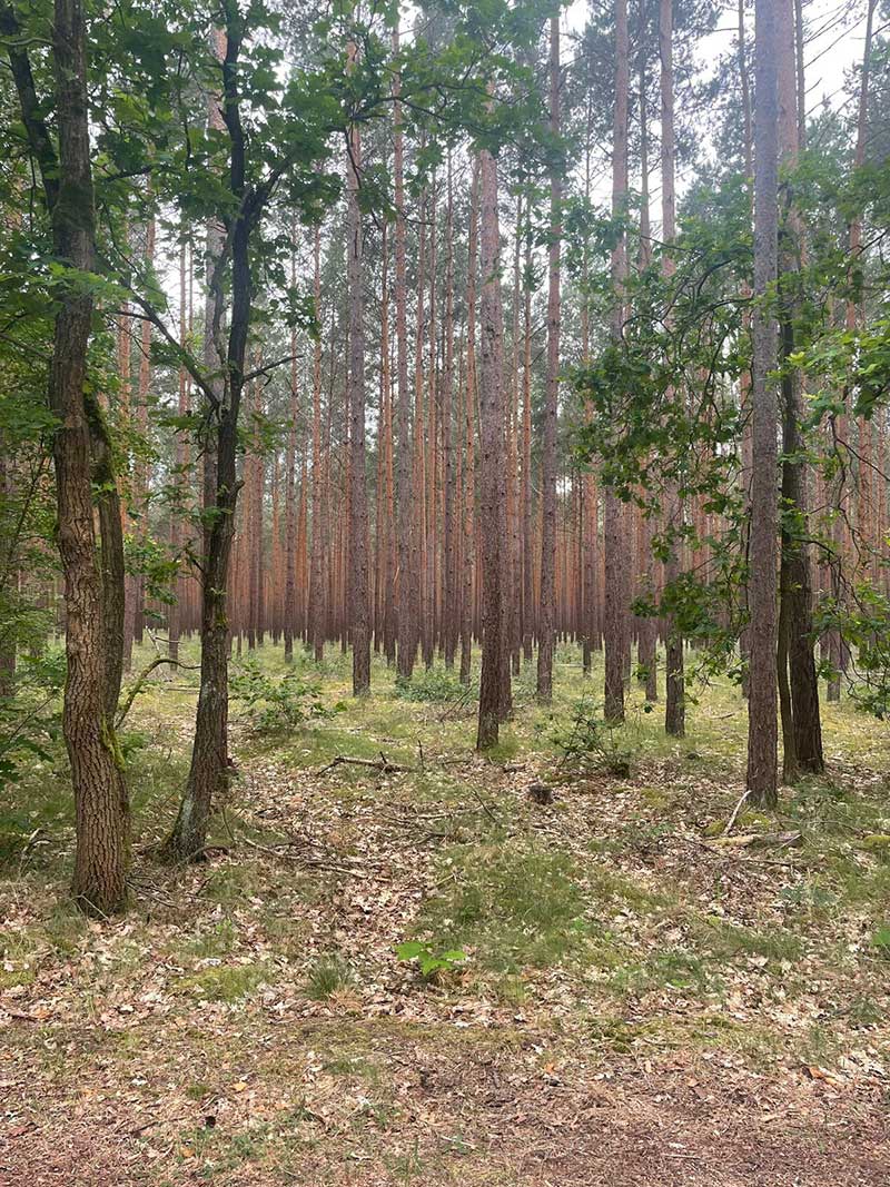 Stunning woodland in Springseeweg, a village where courier Gwen stayed the night