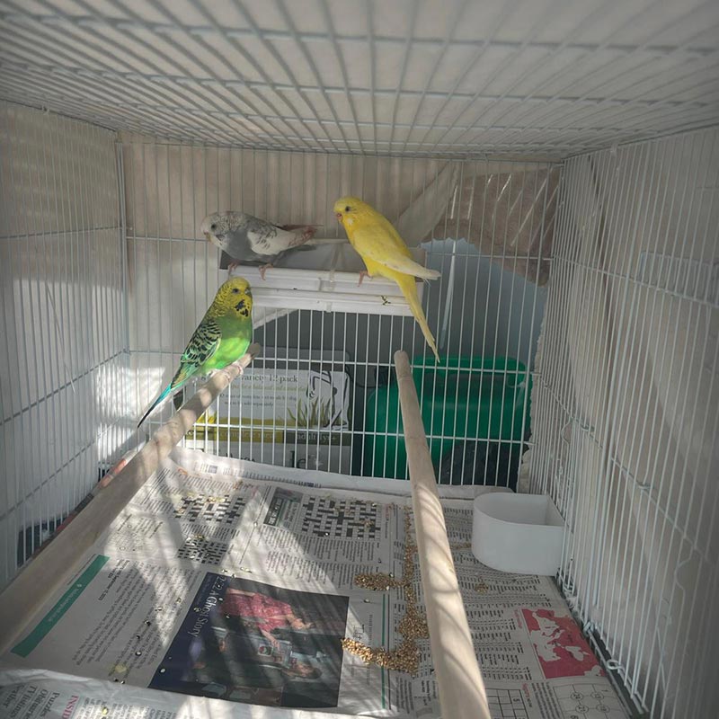 The budgies were content in their travel cage