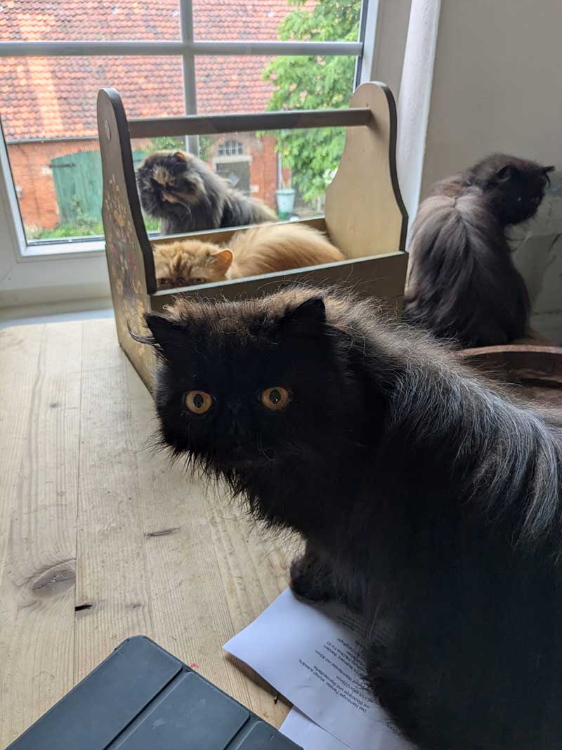 37 cats travel: When the cats reached their new home in Germany, Louise wrote to say: "Cats settling in just fine after a manic few days, thank you," and sent some photos to prove it.