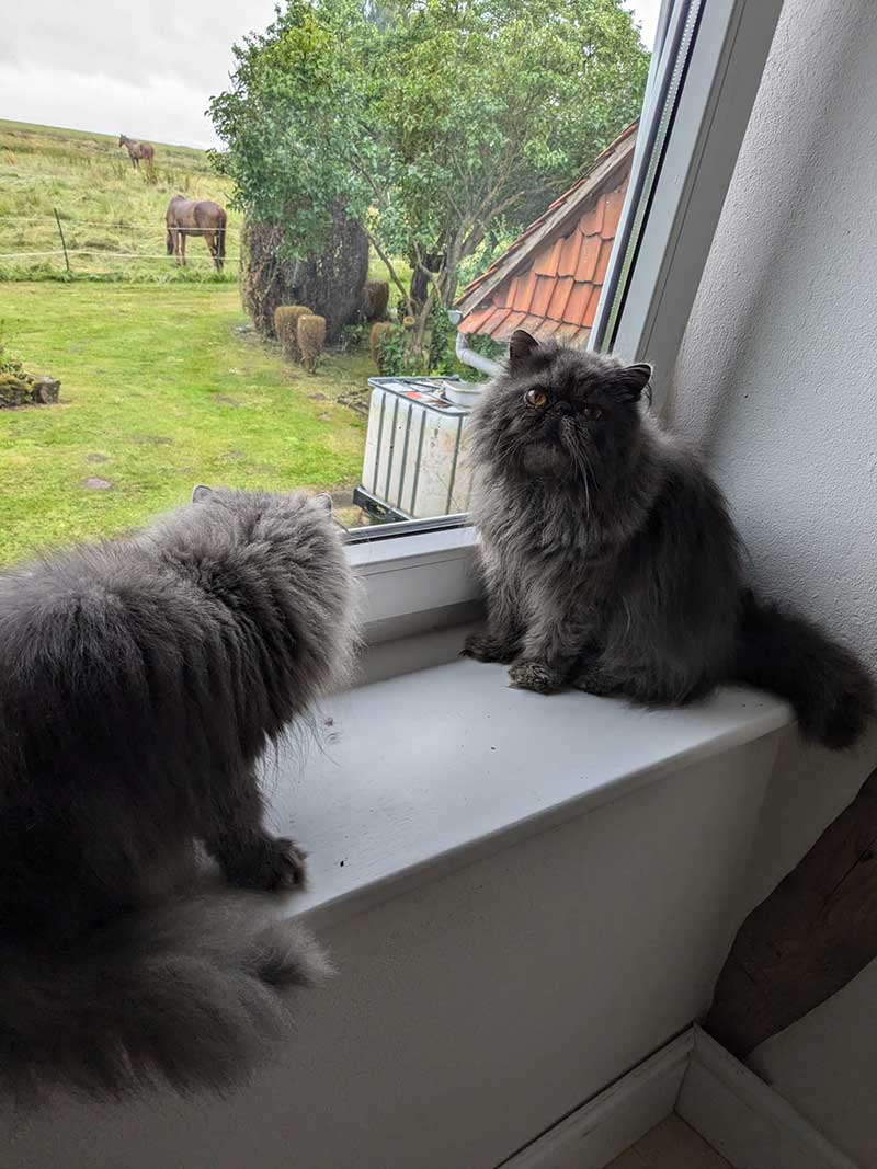 37 cats travel: What a wonderful outlook they have!