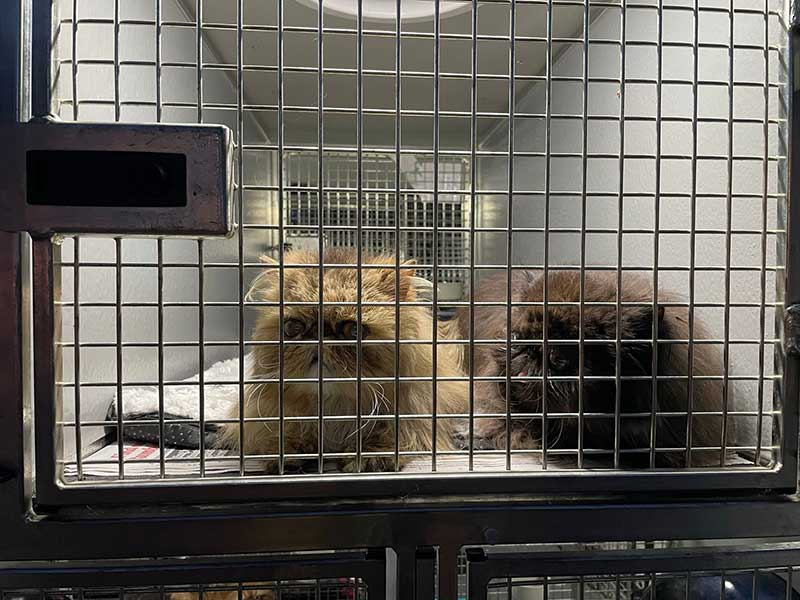 37 cats travel: The cats were all very alert and curious about what was happening