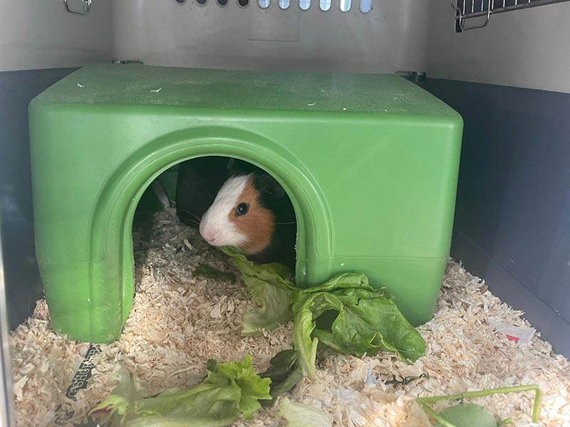 Salad days for the guinea pigs