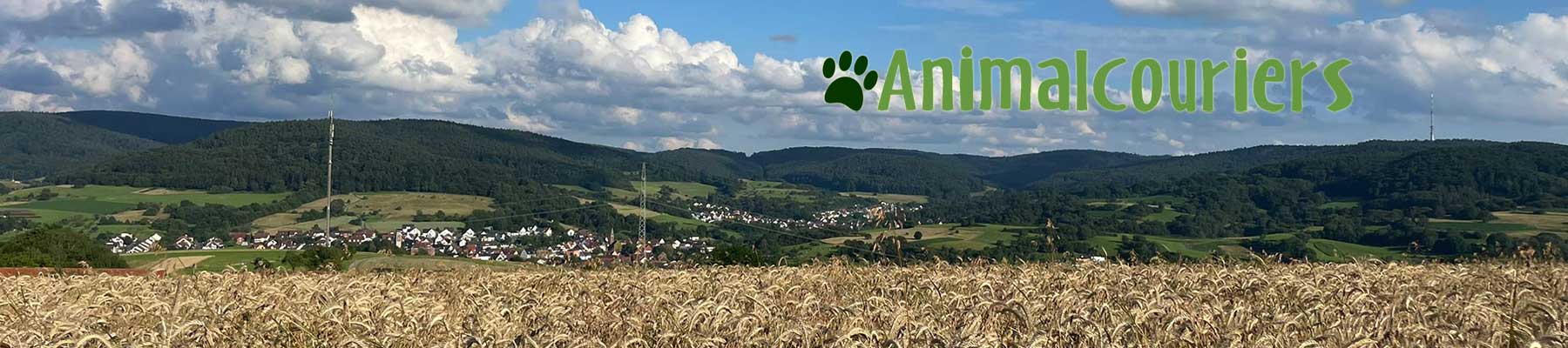 Cornfield in Austria