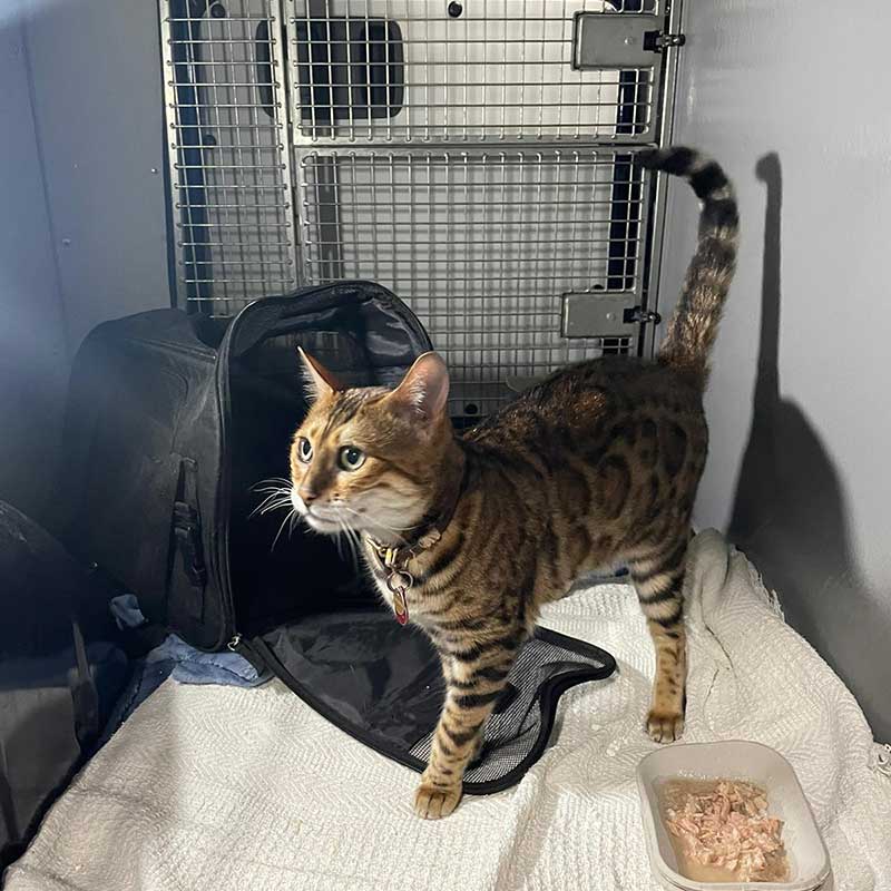 Pet travel trips from Sweden: Both cats were lively and curious while travelling