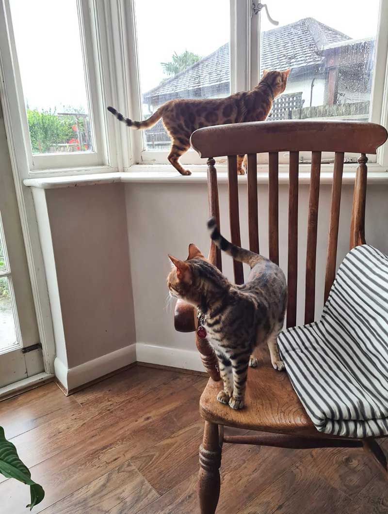 They settled quickly into their new London home