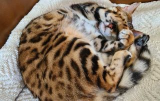 A tiny napping leopard!