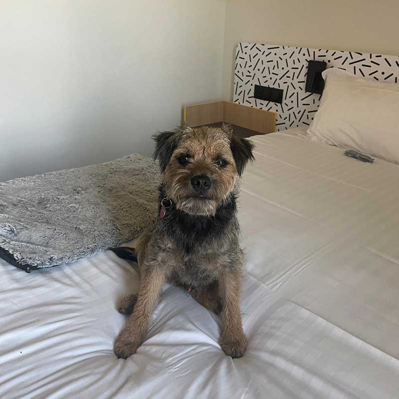Chip is so well behaved in any hotel room