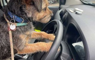 Chip fancied a turn behind the wheel