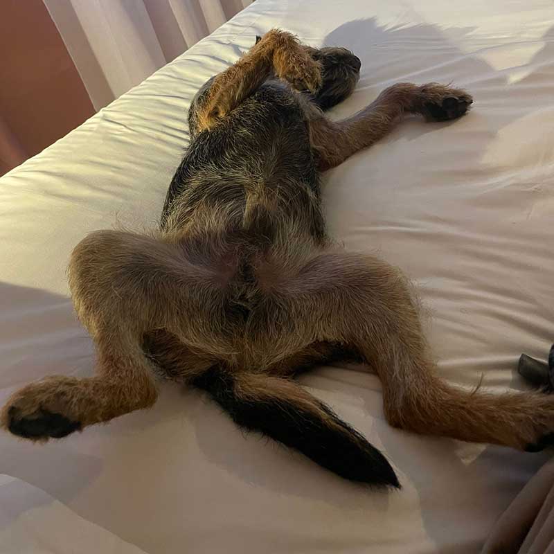 For a small dog, he can take up plenty of space!
