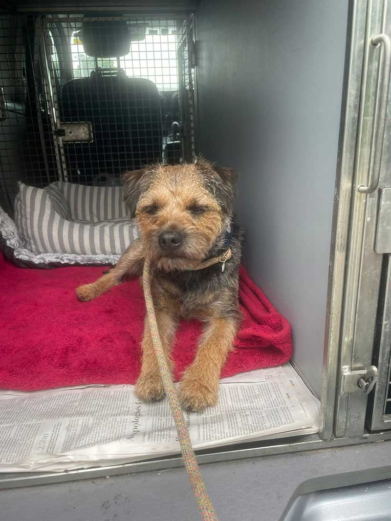 Frequent traveller Chip: As a regular traveller, Chip quickly settled into his bedroom in our van
