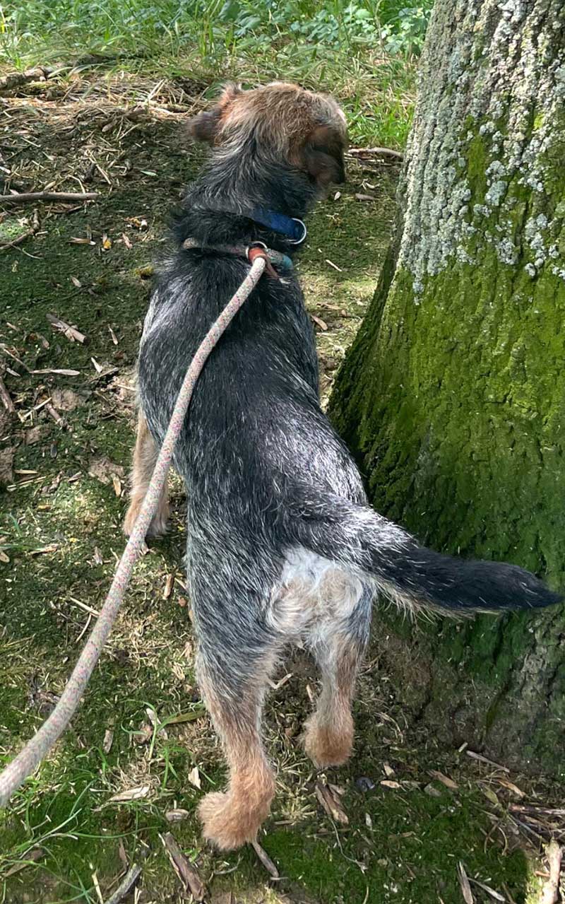 Frequent traveller Chip: Chip enjoys a leg stretch and a sniff