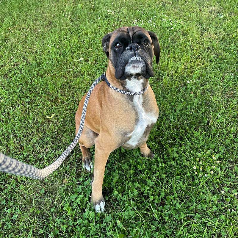 Pet travel trips from Sweden: Kastor loves his walks