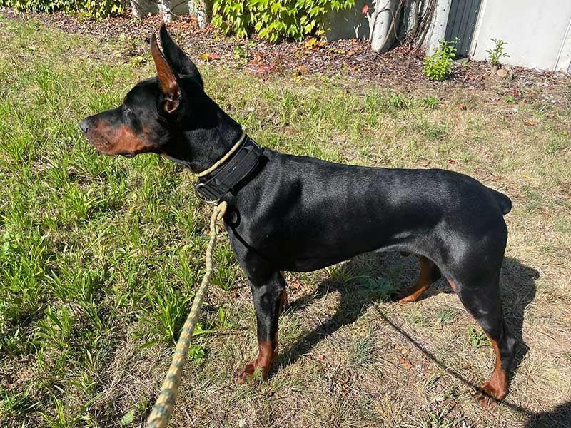 Pet travel: A stunning dog and a real gentleman